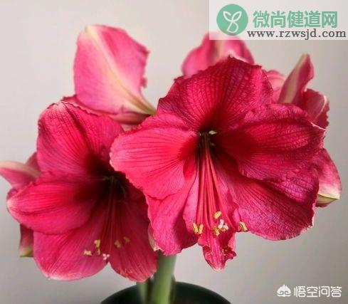 朱顶红为什么只长叶子不开花（原因和解决方法） 养花知识 第3张