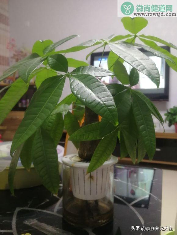 植物烂根最好的处理方法（植物的烂根原因和治疗方法总结） 养花知识 第11张