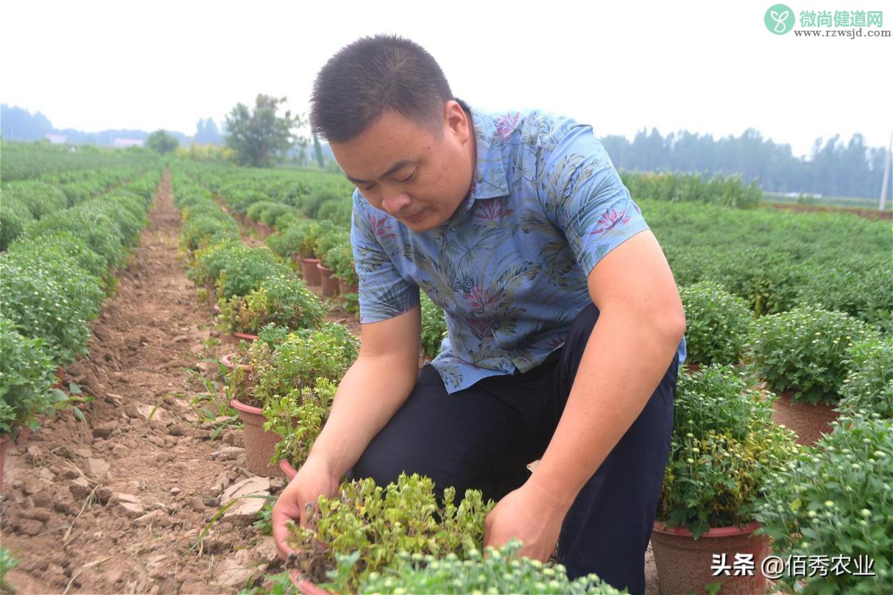 菊花叶子发黄干枯咋回事（分享3种有效防治技巧） 养花知识 第3张