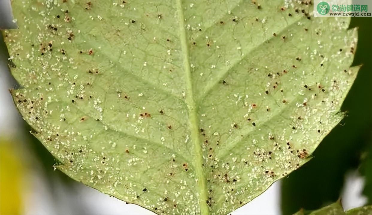 灭红蜘蛛用什么药最有效（盆栽花卉红蜘蛛的防治方法） 养花知识 第5张