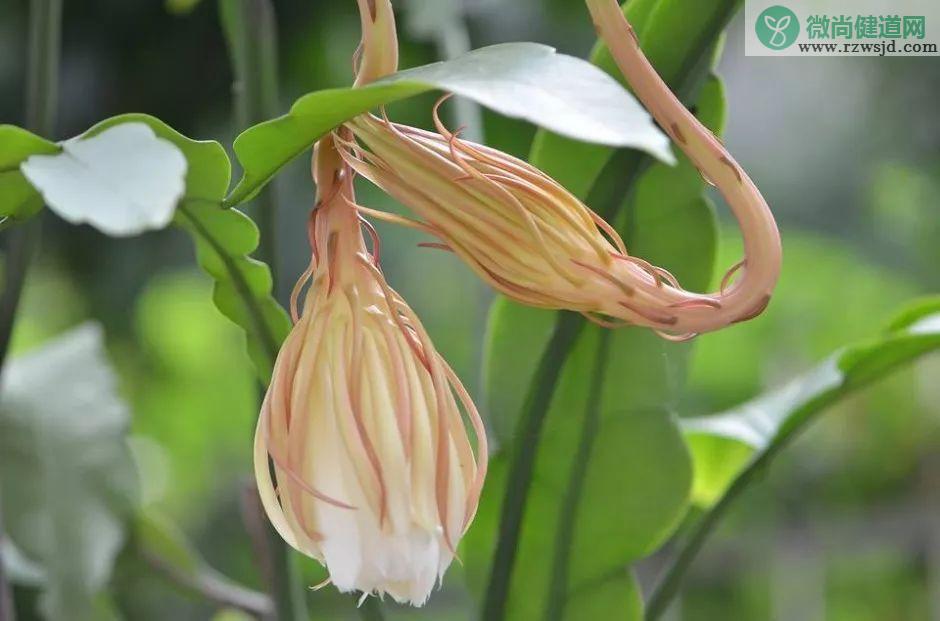 昙花几年才能开花，昙花养护注意事项 养花知识 第4张