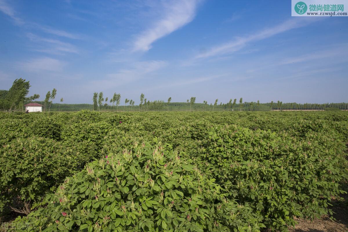 金银花种植技术与栽培管理（注意事项和要点） 养花知识 第2张