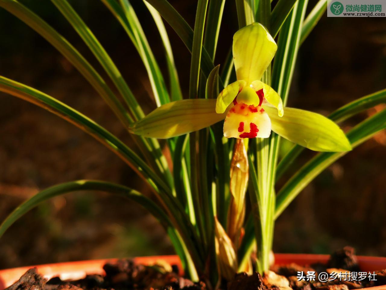 兰花不开花是什么原因（兰花开花具备的条件） 养花知识 第11张