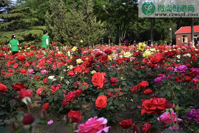 什么花不能浇阿司匹林（不能浇阿司匹林的植物有哪些） 养花知识 第2张