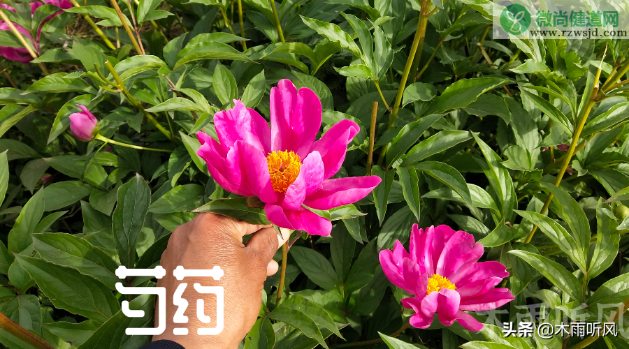 芍药花什么时候种植才能开花