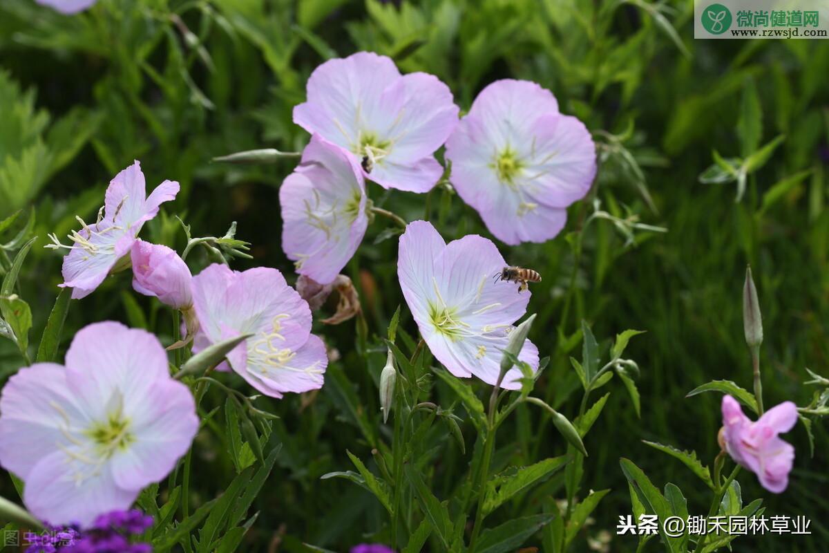 美女樱种子的种植方法和时间（美女樱种植技术要点） 养花知识 第2张