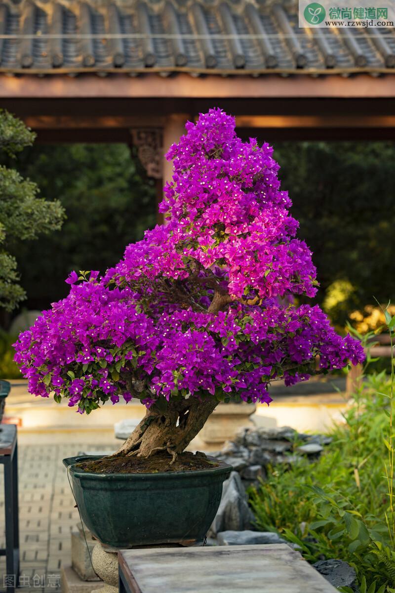 三角梅几月开花，让三角梅开花多的方法技巧