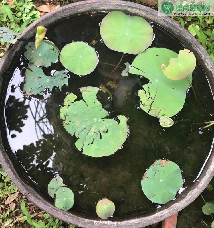 碗莲发芽后多久入泥（碗莲种子发芽后什么时候移栽到泥里） 养花知识 第3张