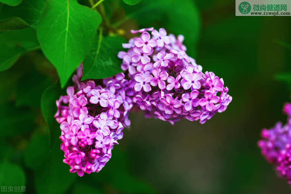 丁香花的种植养护方法（丁香花怎么养）