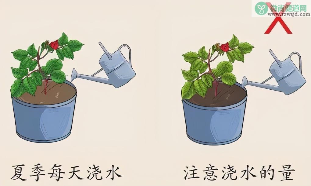 盆栽玫瑰花养殖方法 （盆栽玫瑰栽培步骤和浇水要领） 养花知识 第8张