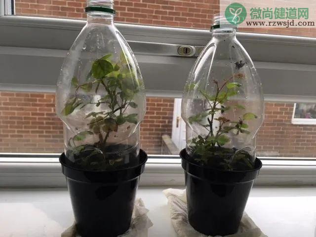 月季花怎样扦插（月季扦插成活率最高的方法） 养花知识 第14张