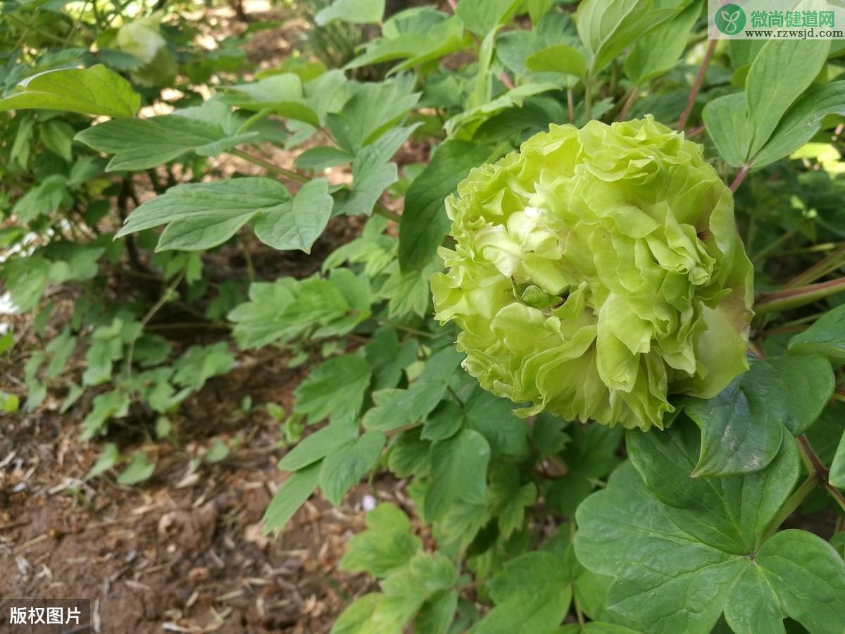 绿色的花有哪些（这5种花就开绿色的花朵） 养花知识 第2张