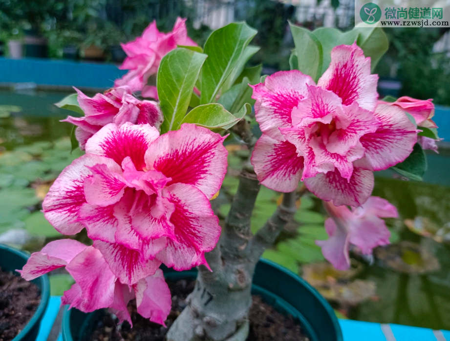 沙漠玫瑰什么时候开花（沙漠玫瑰花期） 养花知识 第3张