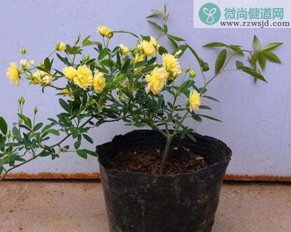 木香花扦插方法和时间（木香花的扦插繁殖方法） 养花知识 第4张