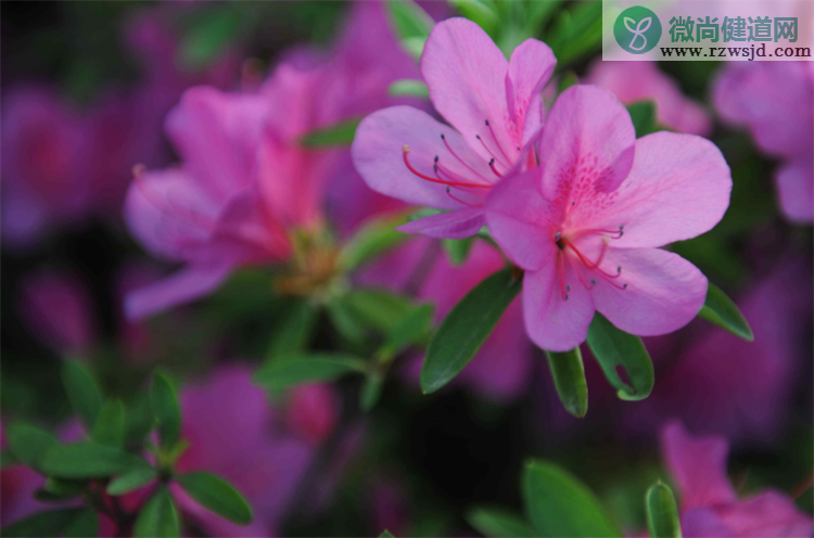 红土是酸性土壤还是碱性土壤（红土适合栽种什么植物） 养花知识 第4张