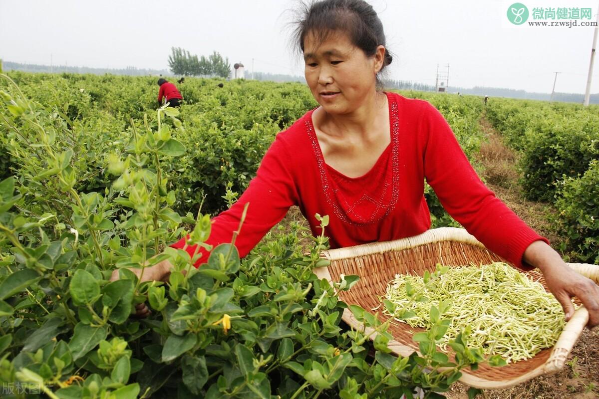 金银花种植技术与栽培管理（注意事项和要点） 养花知识 第3张