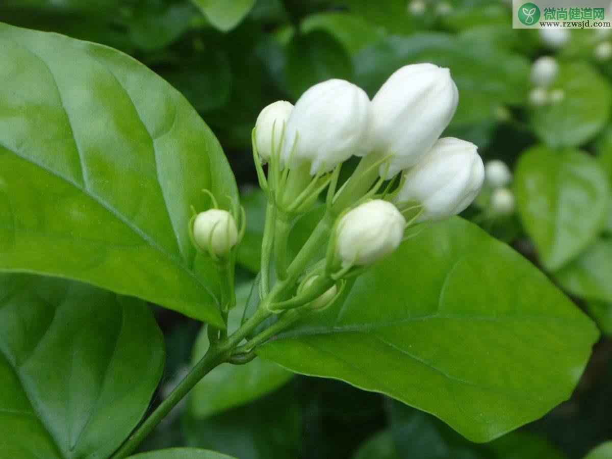 茉莉花不开花怎么回事（茉莉花不开花的原因和解决办法） 养花知识 第3张