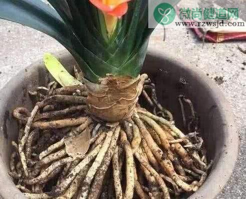 橘子皮泡水浇花有什么好处和坏处 养花知识 第5张