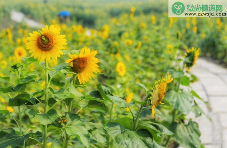 向日葵的特点有哪些（向日葵的资料和习性特点介绍） 养花知识 第2张