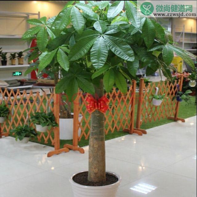 客厅适合养什么花和植物好风