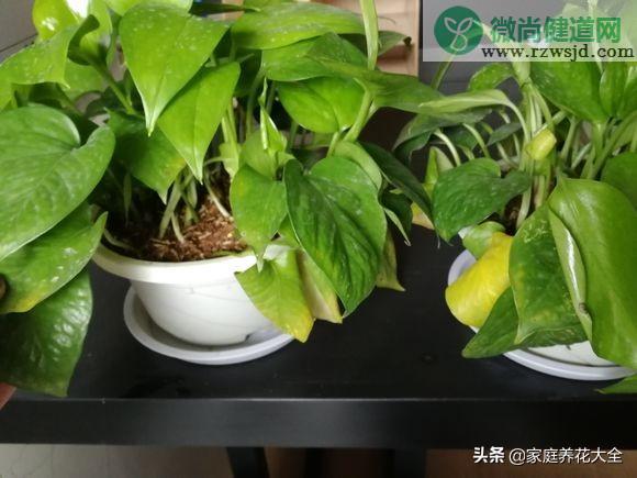 植物烂根最好的处理方法（植物的烂根原因和治疗方法总结） 养花知识 第2张