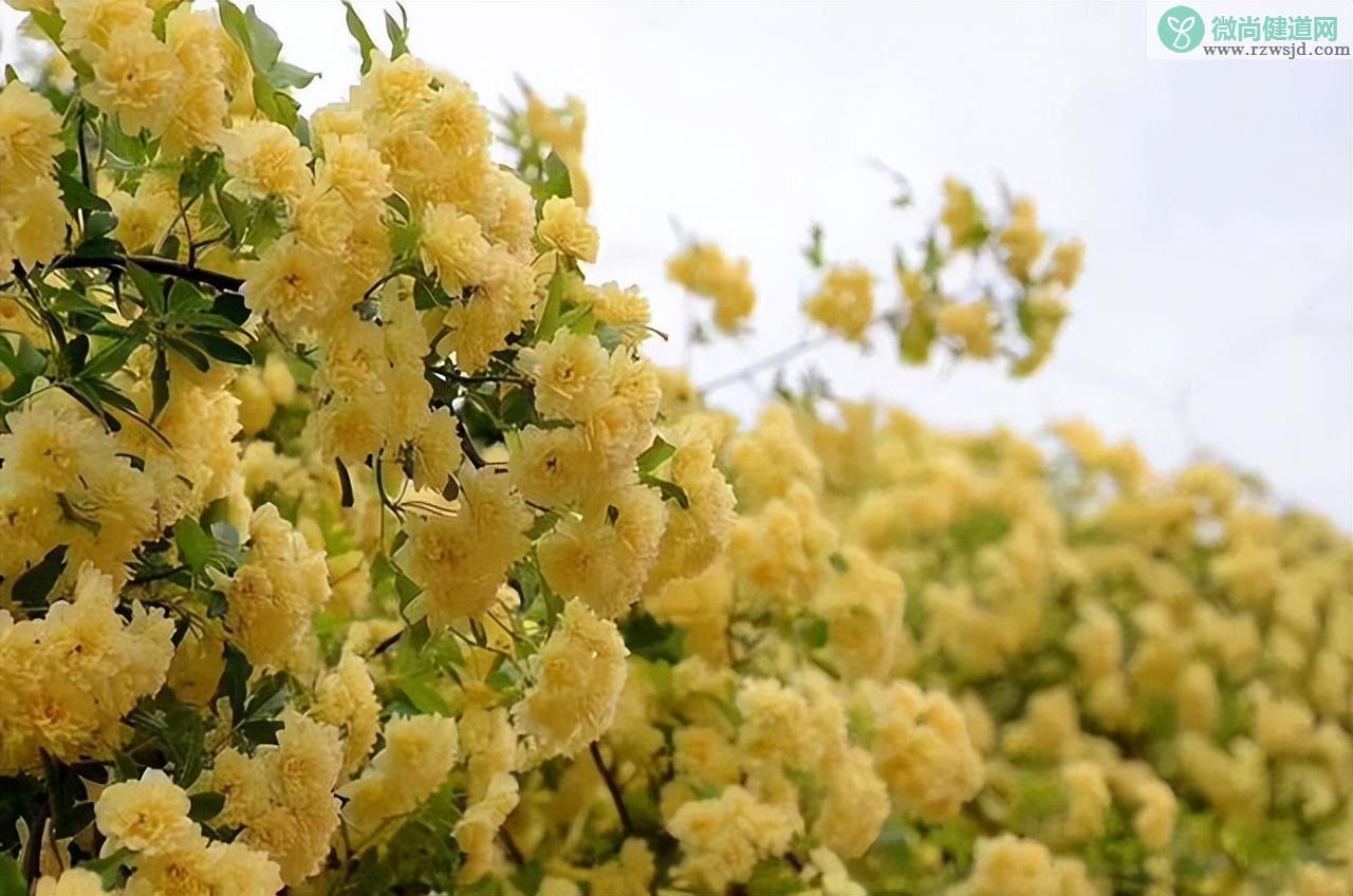 黄木香花的种植养护方法 养花知识 第3张