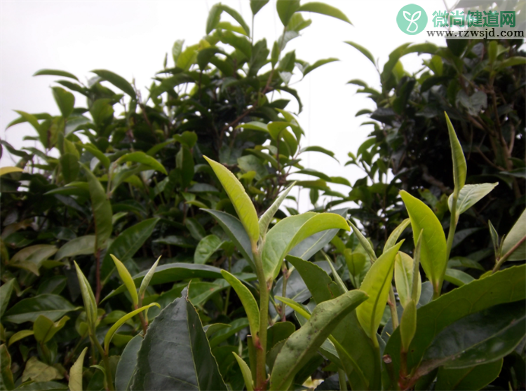 红土是酸性土壤还是碱性土壤（红土适合栽种什么植物） 养花知识 第2张