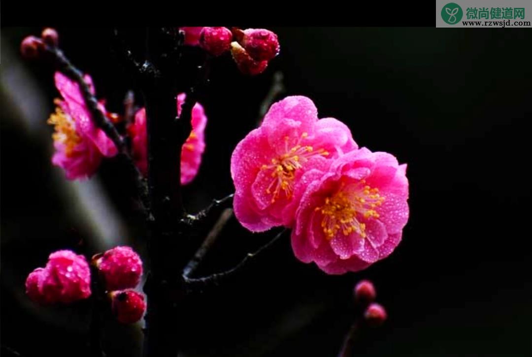 梅花种子种植方法和时间（梅花种植如何提高出苗率） 养花知识 第4张