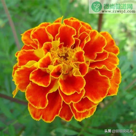 孔雀草种子什么时候播种（孔雀草种植时间和方法） 养花知识 第2张