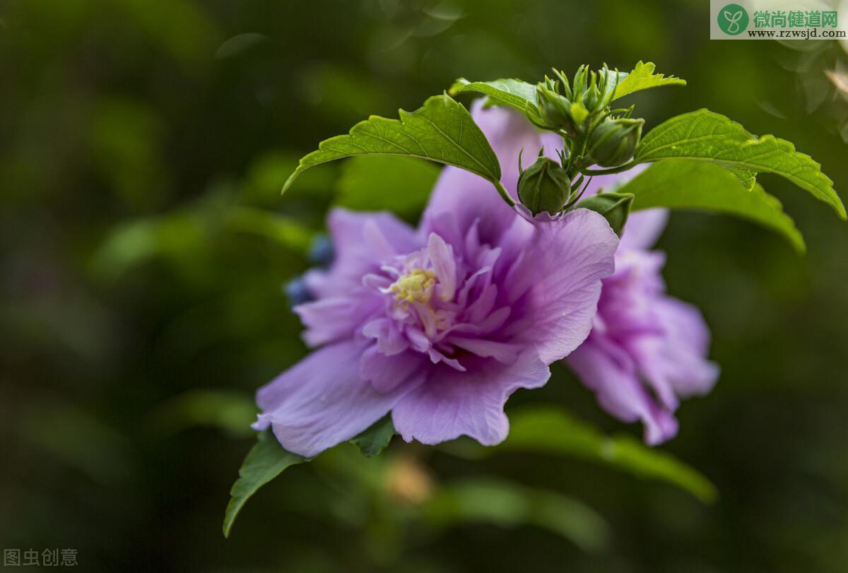 木槿花怎么养