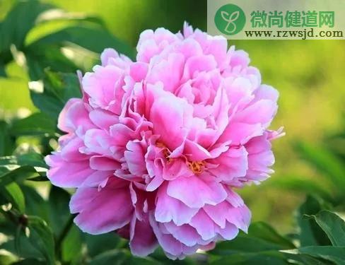 芍药春天种植可以吗（芍药种植方法和时间） 养花知识 第3张