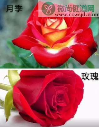 月季花是玫瑰花吗（玫瑰花和月季的几点不同之处） 养花知识 第4张
