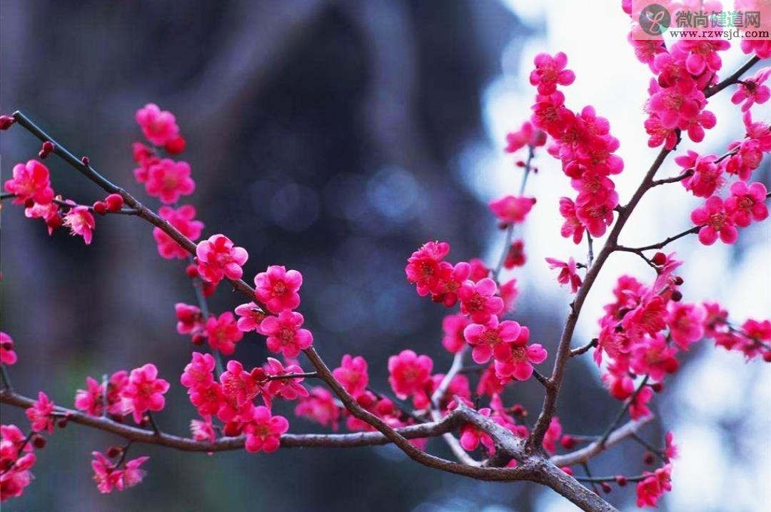 梅花种子种植方法和时间（梅花种植如何提高出苗率） 养花知识 第3张