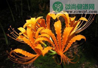 彼岸花的种植方法和时间 养花知识 第2张