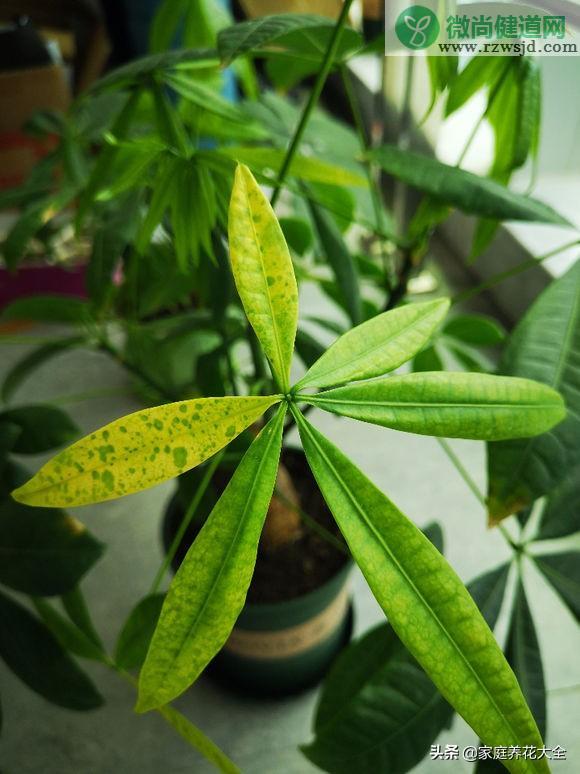 植物烂根最好的处理方法（植物的烂根原因和治疗方法总结） 养花知识 第9张