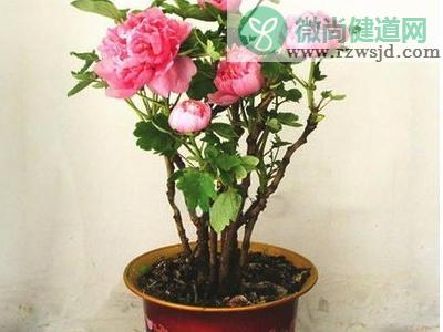 牡丹花怎样种植和养护（盆栽牡丹花家庭养法） 养花知识 第2张