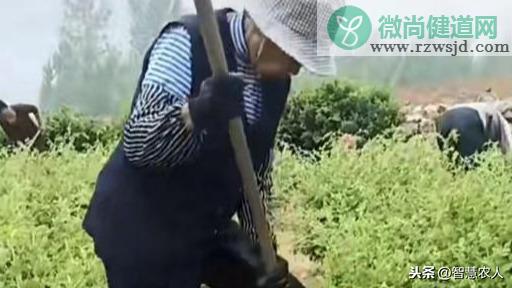 金银花种植技术与栽培管理（金银花种植方法介绍） 养花知识 第3张