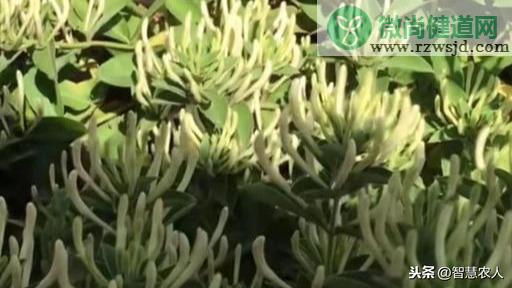 金银花种植技术与栽培管理（金银花种植方法介绍） 养花知识 第2张