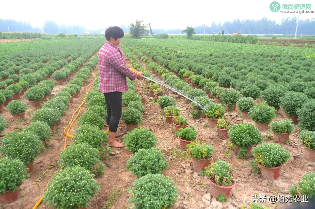 菊花叶子发黄干枯咋回事（分享3种有效防治技巧） 养花知识 第4张