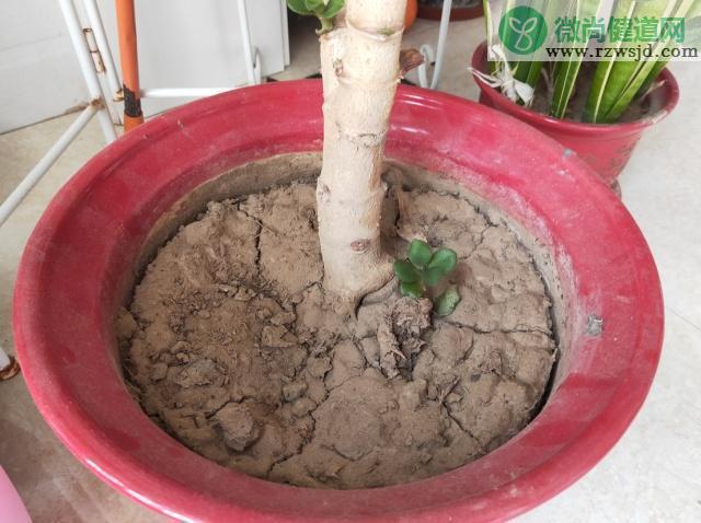 过期药能给花当肥料吗（一片阿司匹林兑多少水浇花） 养花知识 第15张