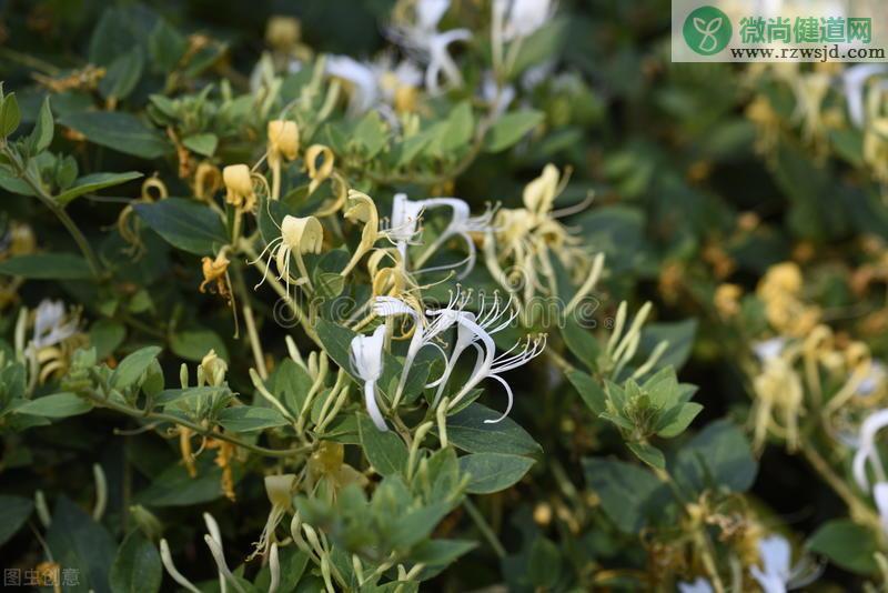 金银花种植技术与栽培管理（注