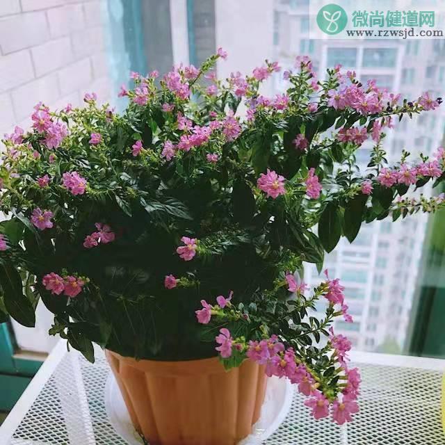 紫花满天星叶子干枯是怎么回