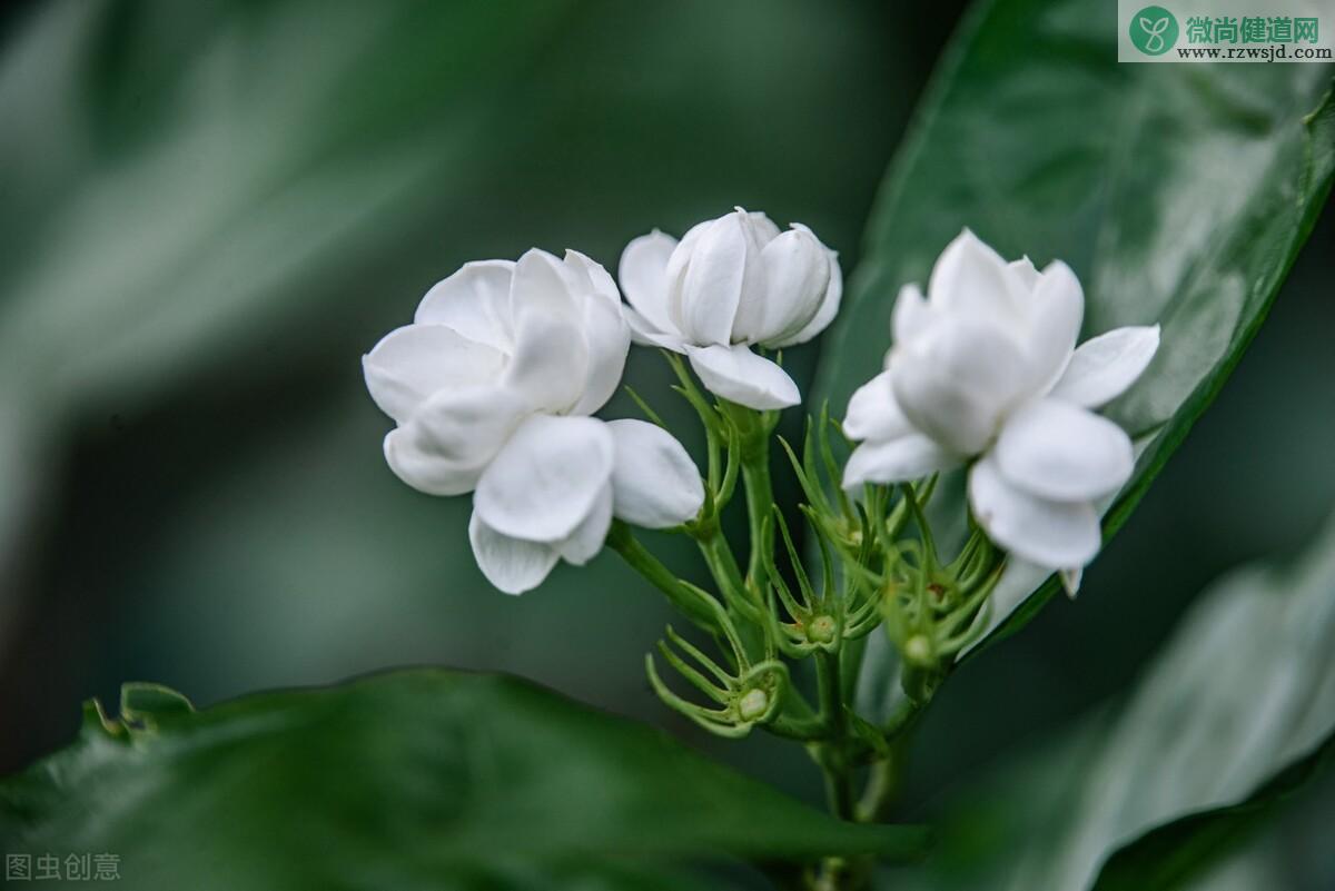 茉莉花适合在室内养吗（室内养茉莉花注意事项） 养花知识 第6张