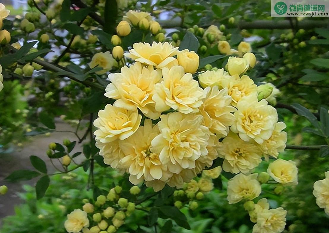 院子里种木香风水好吗如何养（木香花的种植养护方法） 养花知识 第4张