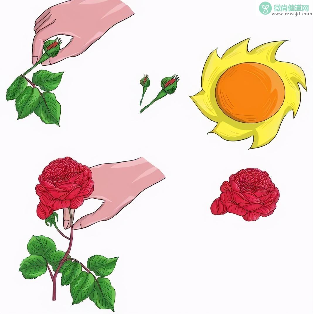 盆栽玫瑰花养殖方法 （盆栽玫瑰栽培步骤和浇水要领） 养花知识 第5张