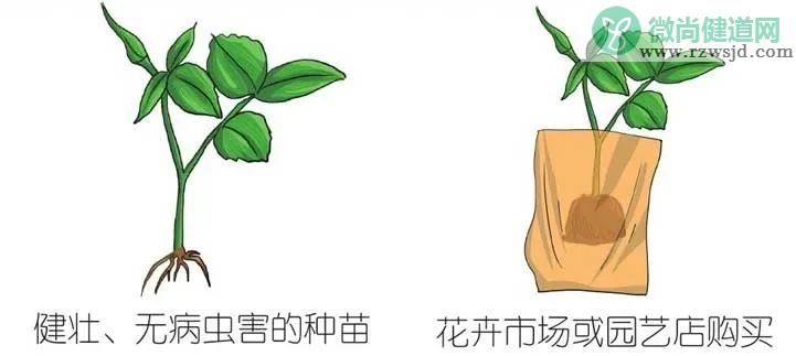 盆栽玫瑰花养殖方法 （盆栽玫瑰栽培步骤和浇水要领） 养花知识 第3张