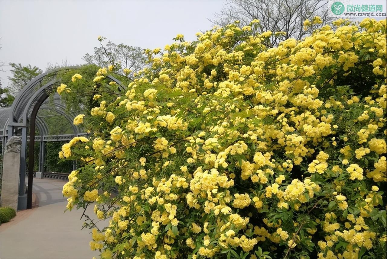 黄木香花的种植养护方法 养花知识 第5张