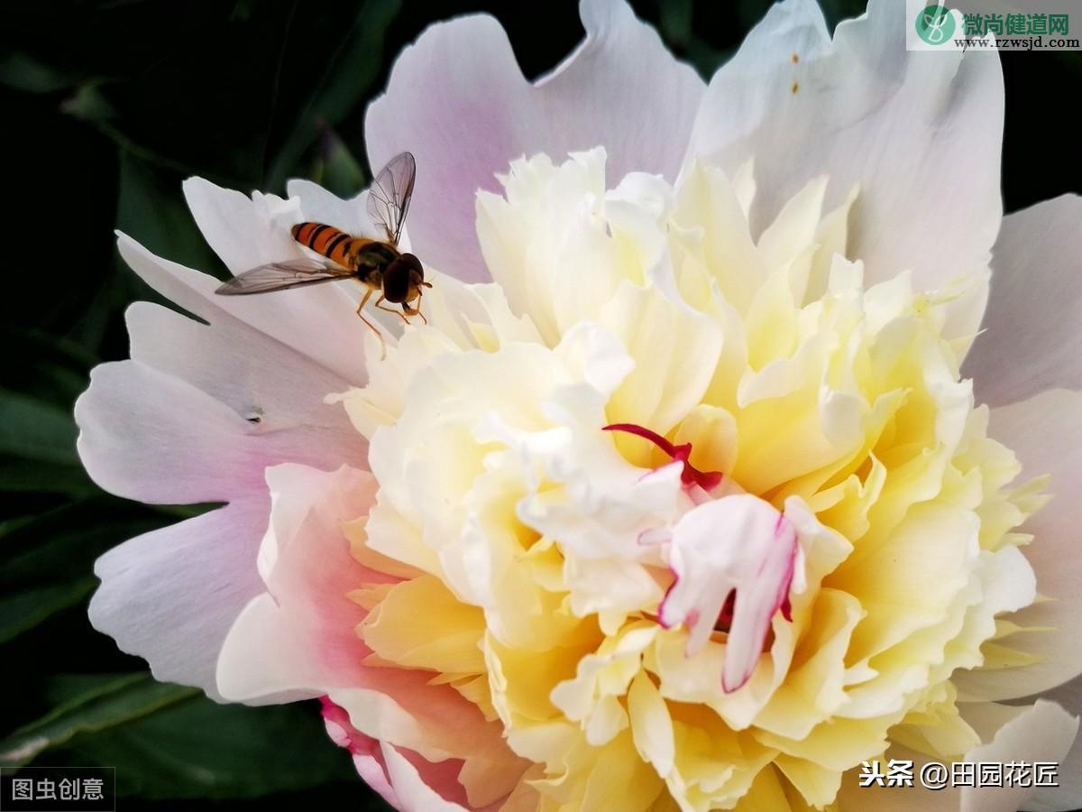 芍药的种植方法及时间（怎样正确种植芍药才能花大色艳） 养花知识 第4张