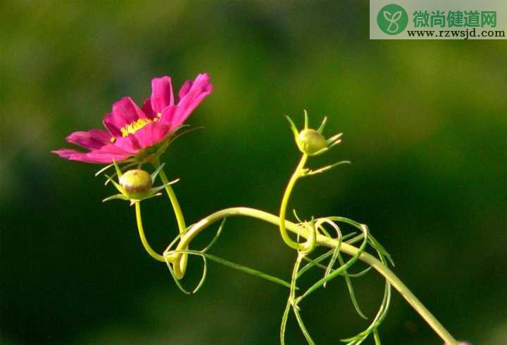 格桑花和波斯菊一样吗（格桑花和波斯菊的区别） 养花知识 第2张