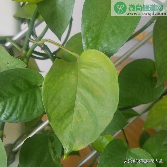 植物烂根最好的处理方法（植物的烂根原因和治疗方法总结） 养花知识 第1张